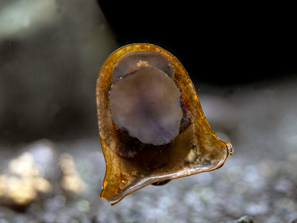 Batman Nerite Snail (Neritina auriculata) - Aquatic Arts on sale today