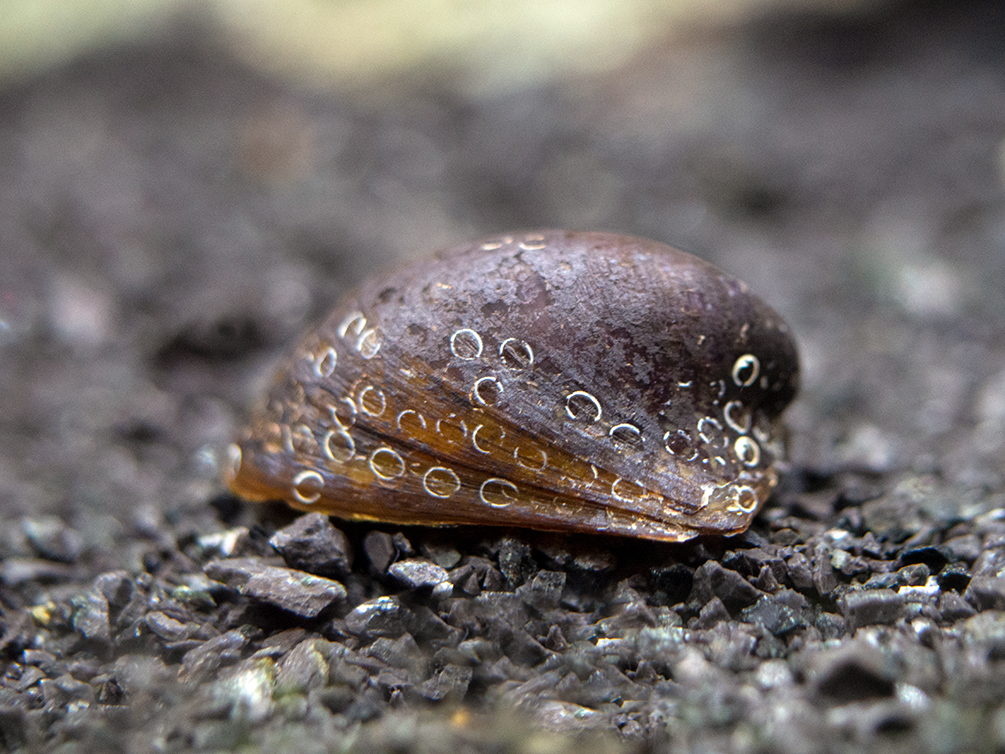 Batman Nerite Snail (Neritina auriculata) - Aquatic Arts