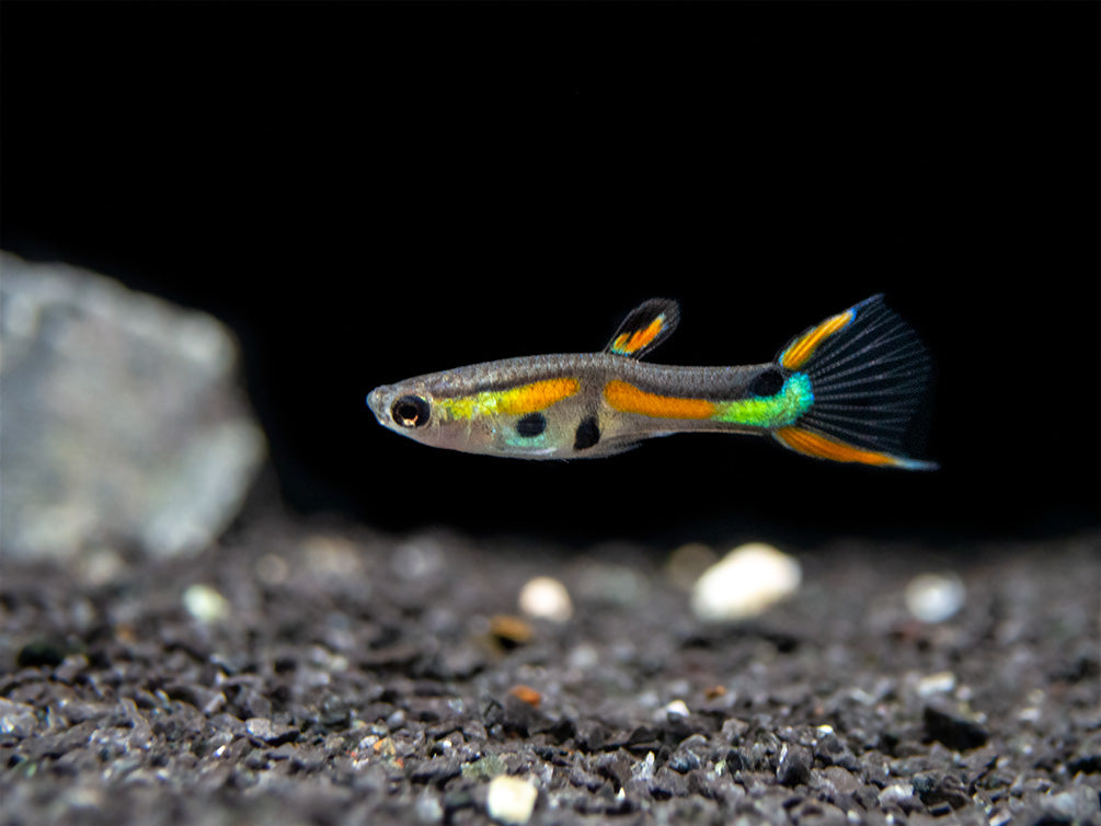 Black Bar Endler’s Livebearer, Male (Poecilia wingei), Tank-Bred!