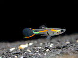 Black Bar Endler's Livebearer, Tank-raised Males - Aquatic ...