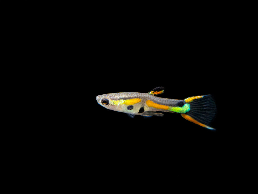 Black Bar Endler's Livebearer, Tank-raised Males - Aquatic ...