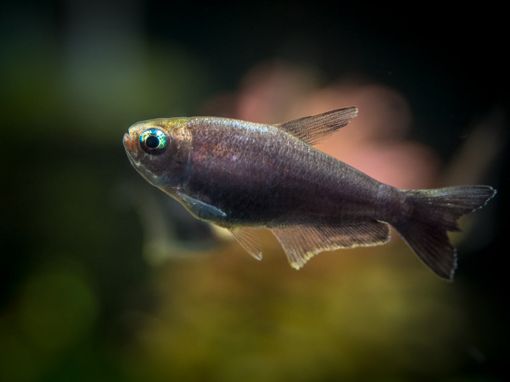 emperor tetra