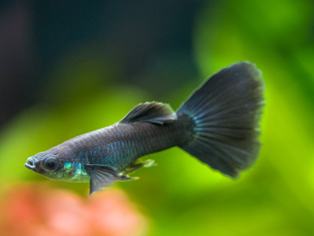 Black Moscow Guppy, Males and Females - Aquatic Arts