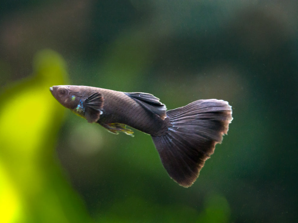 Black Moscow Guppy, Males and Females - Aquatic Arts