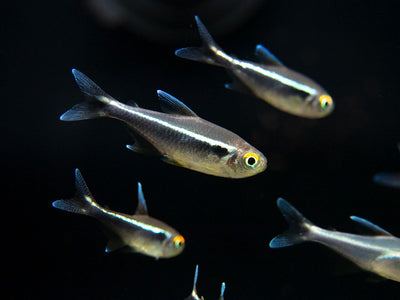 Diamond Head Neon Tetra. – Bay Bridge Aquarium