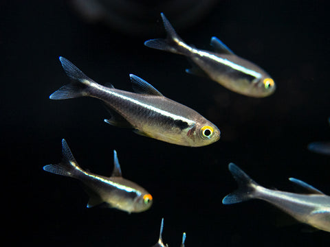 black neon tetra for sale