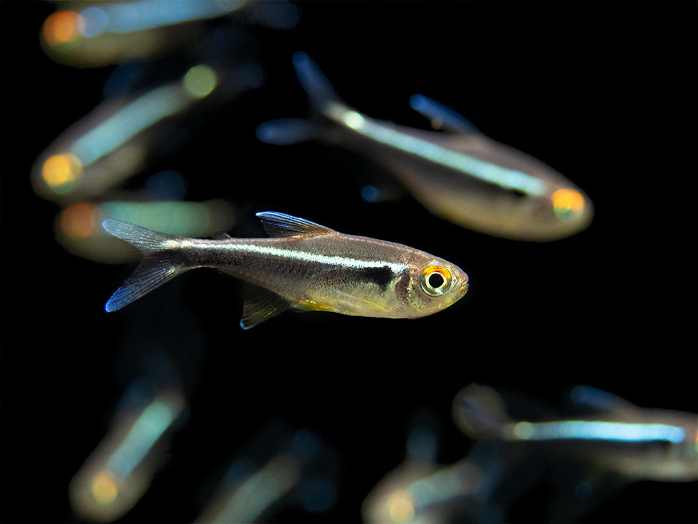 black neon tetra