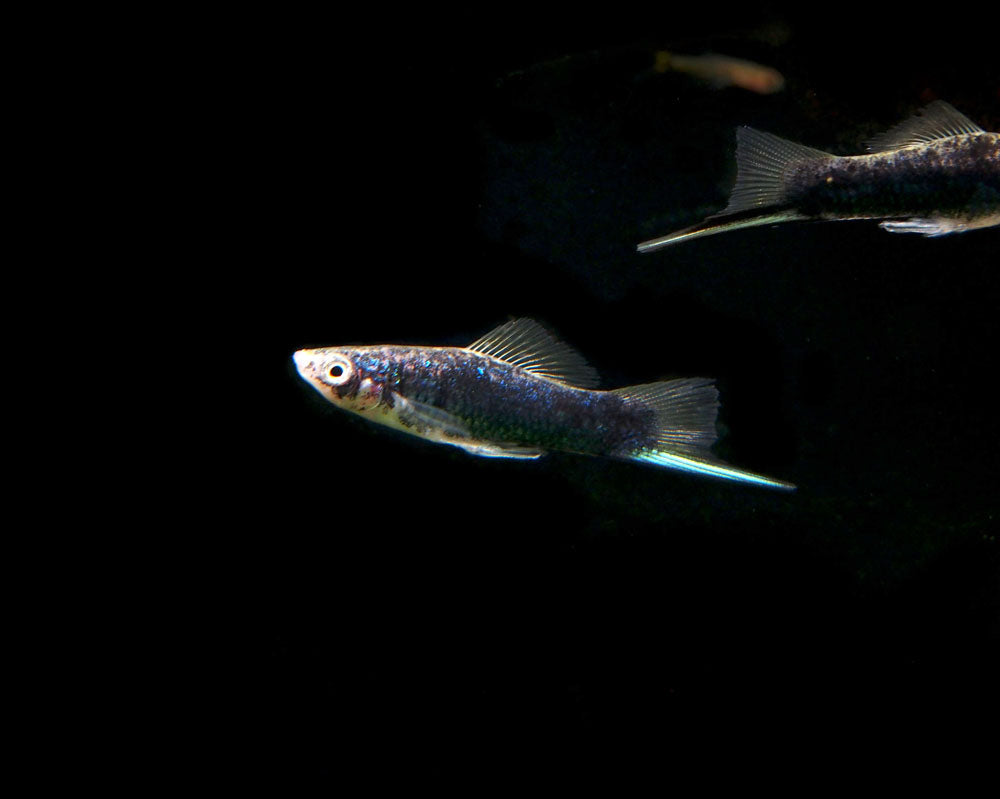 blue swordtail fish