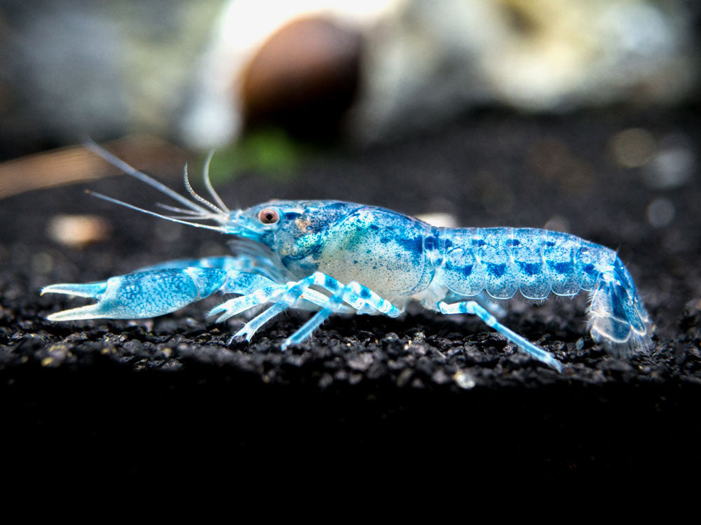 baby blue crayfish