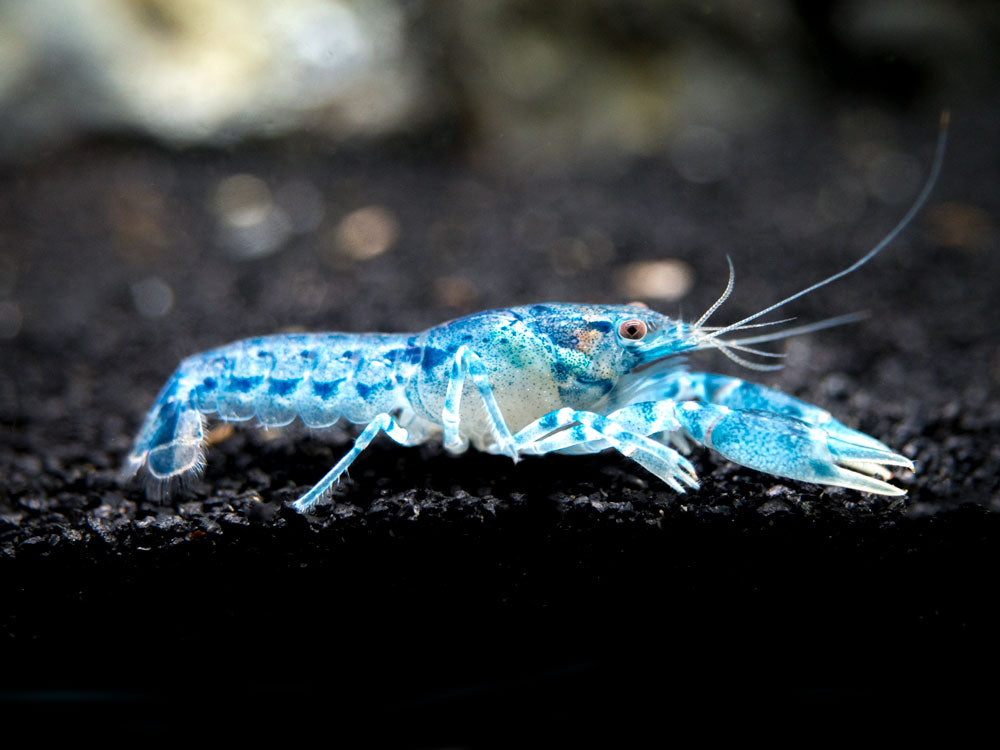 Blue Brazos Dwarf Crayfish (Cambarellus texanus "Blue") - Aquatic Arts