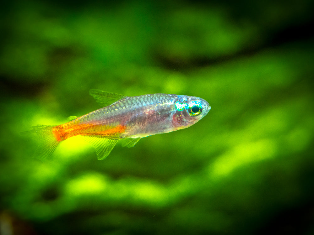 Blue Diamond Neon Tetra (P. innesi), TANK-BRED! - Aquatic Arts