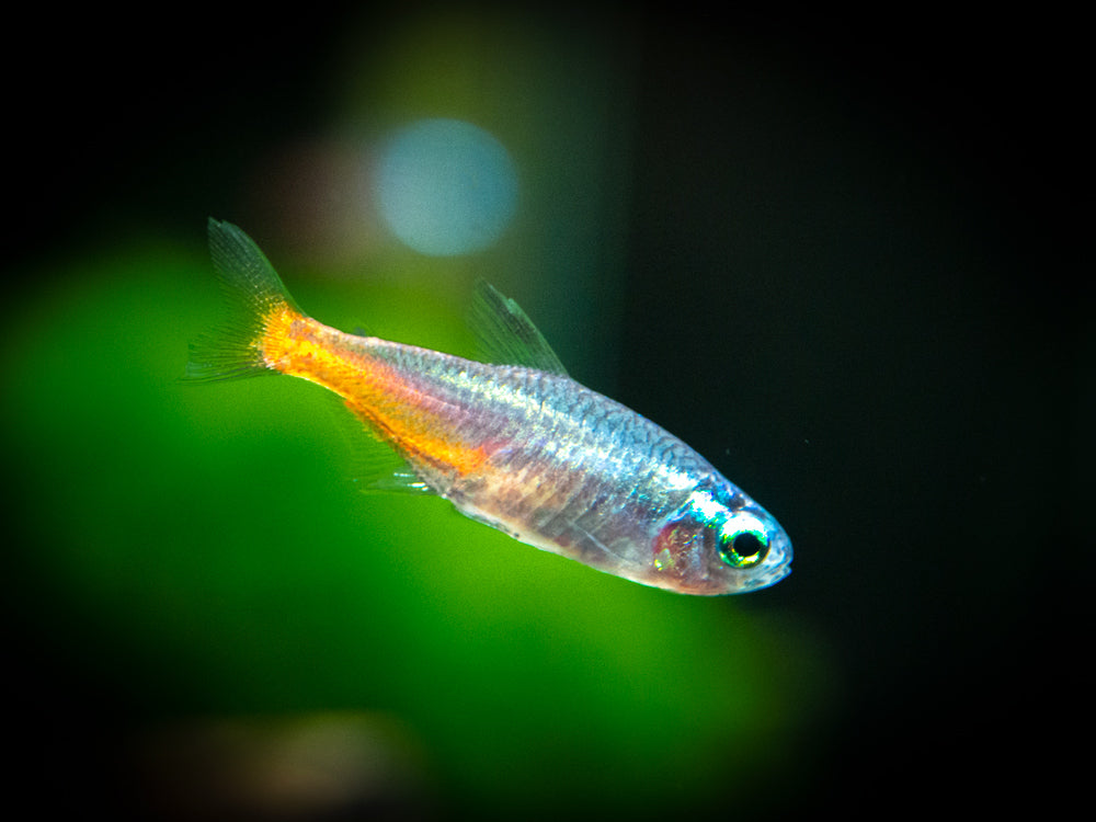 Blue Diamond Neon Tetra (P. innesi), TANK-BRED! - Aquatic Arts on sale