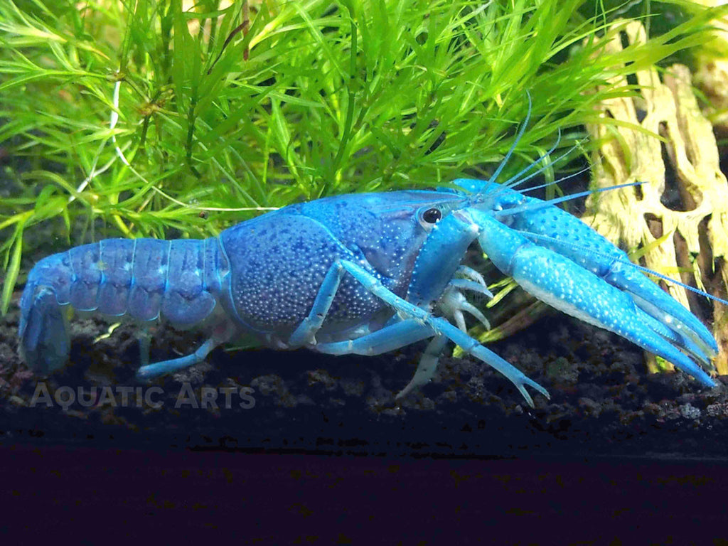 blue crayfish petsmart