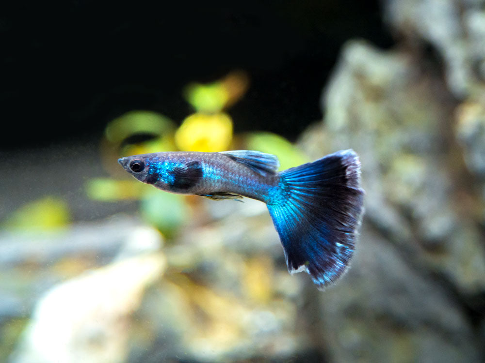 Blue Moscow Guppy, Males and Females - Aquatic Arts