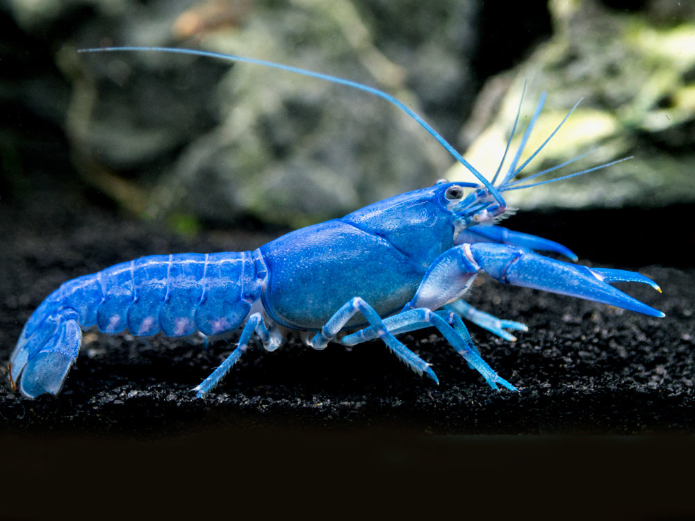 baby blue crayfish