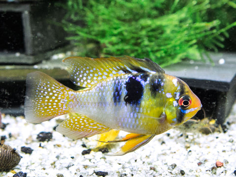 german blue ram for sale near me