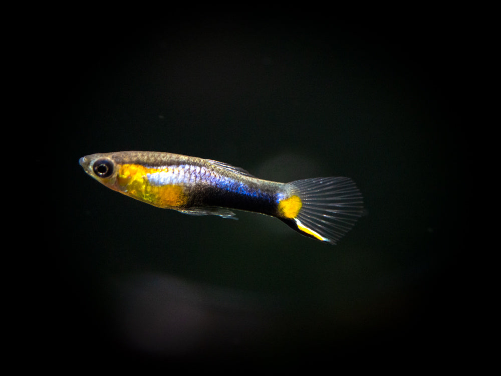 Blue Endler Fish