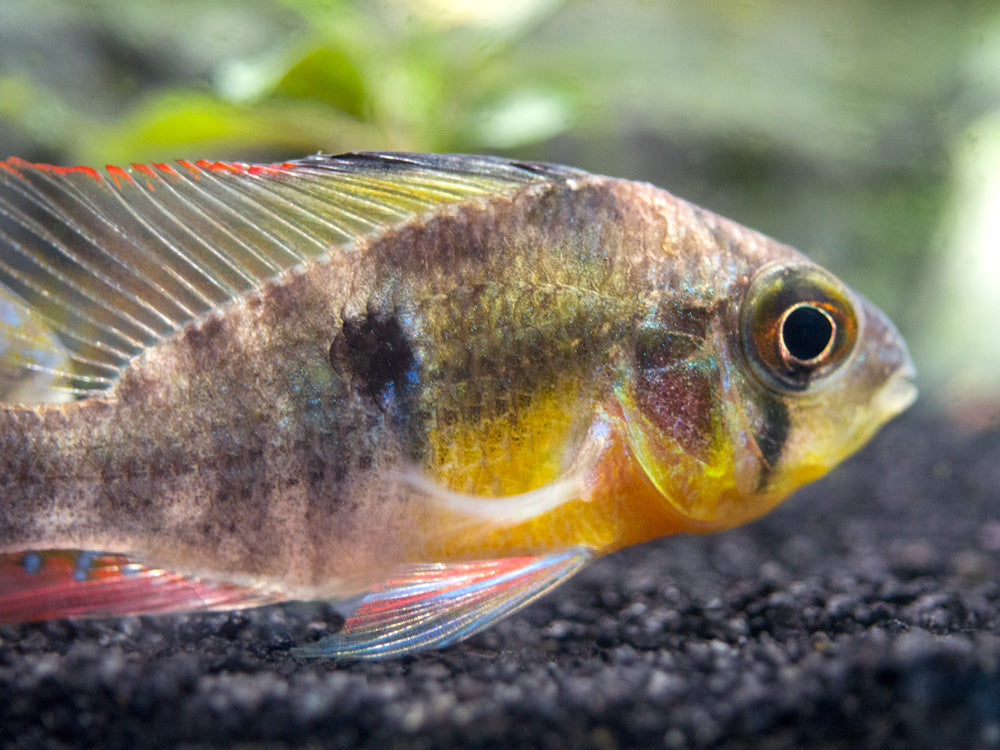 Bolivian Ram Cichlid with other fish