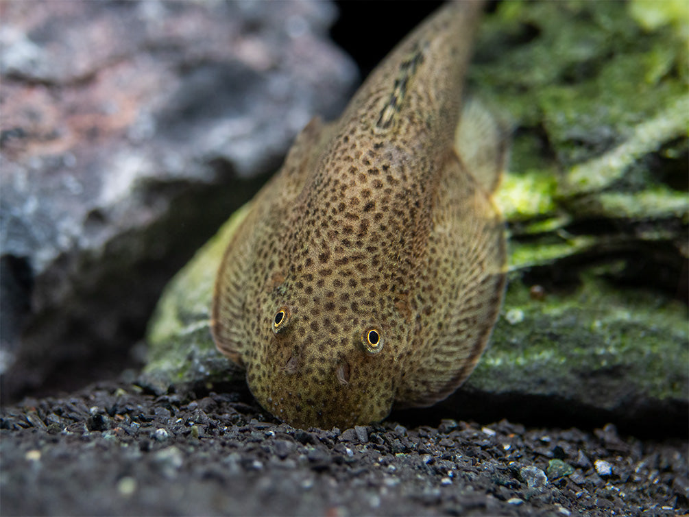 Butterfly Hillstream Loach (Beaufortia kweichowensis) - Aquatic Arts on