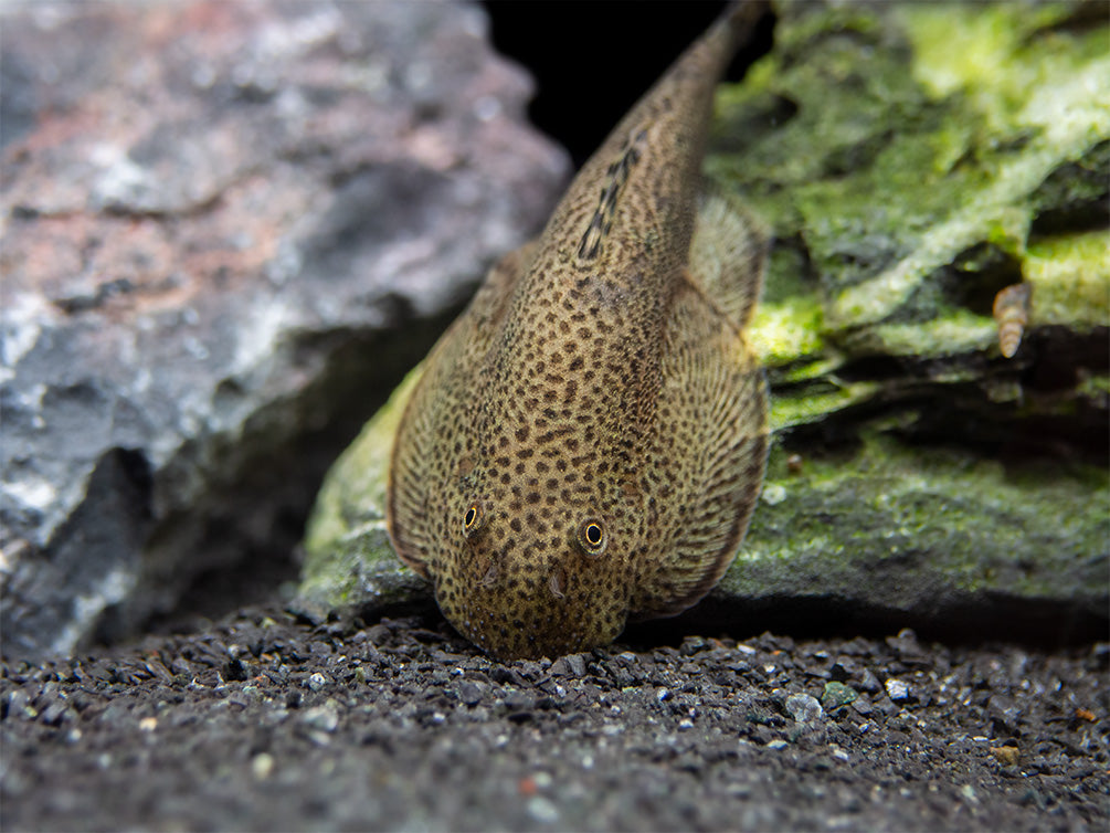 Butterfly Hillstream Loach (Beaufortia kweichowensis) - Aquatic Arts on