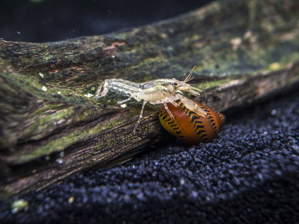 wild clawfish in us