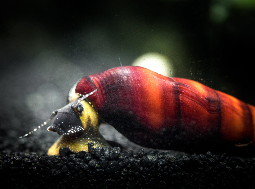 Cappuccino Spike Snail (Faunus ater var. "Cappuccino") - Aquatic Arts