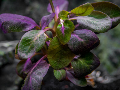 DELUXE Java Moss (Vesicularia dubyana), Loose Portion - Aquatic Arts