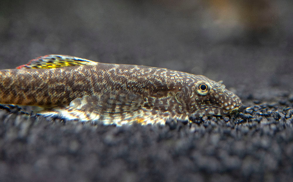 hillstream china zebra loach