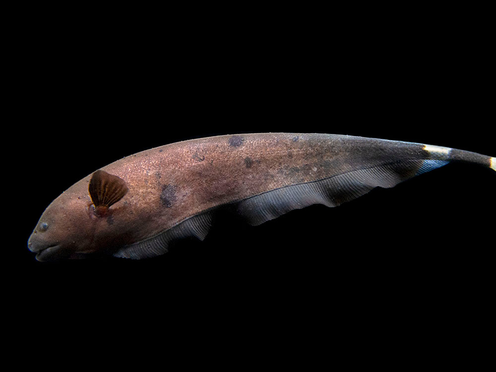 Chocolate Black Ghost Knifefish (Apteronotus albifrons) - Tank-Bred!