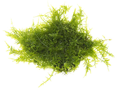 Javas Moss – Vesicularia Dubyana – AquaLeaf Aquatics – Aqua Leaf