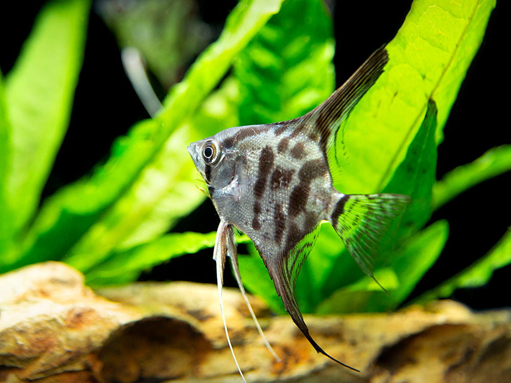 freshwater angel fish for sale