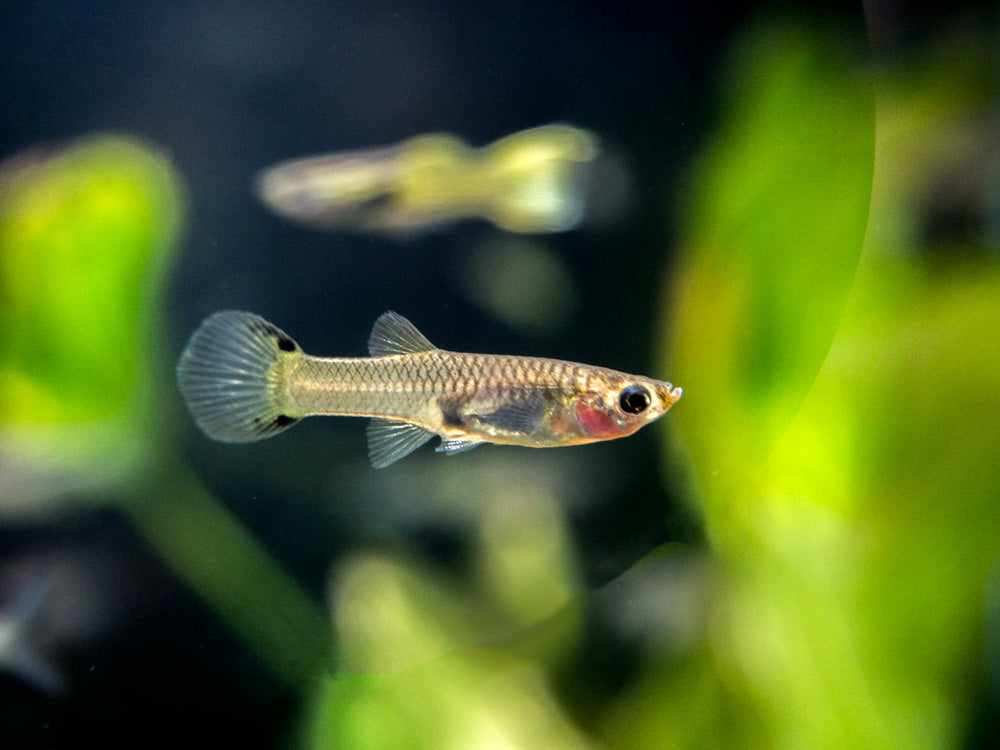 Cobra Endler’s Livebearer, Males/Females (P. wingei) - Aquatic Arts on