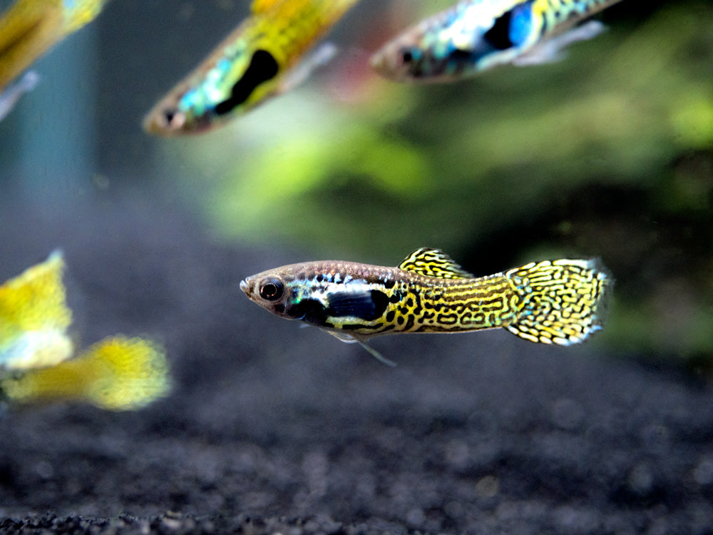 Cobra Endler’s Livebearer, Males/Females (P. wingei) - Aquatic Arts on