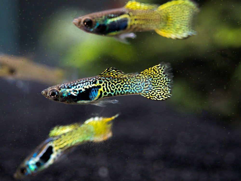 Cobra Endler’s Livebearer, Males/Females (P. wingei) - Aquatic Arts on