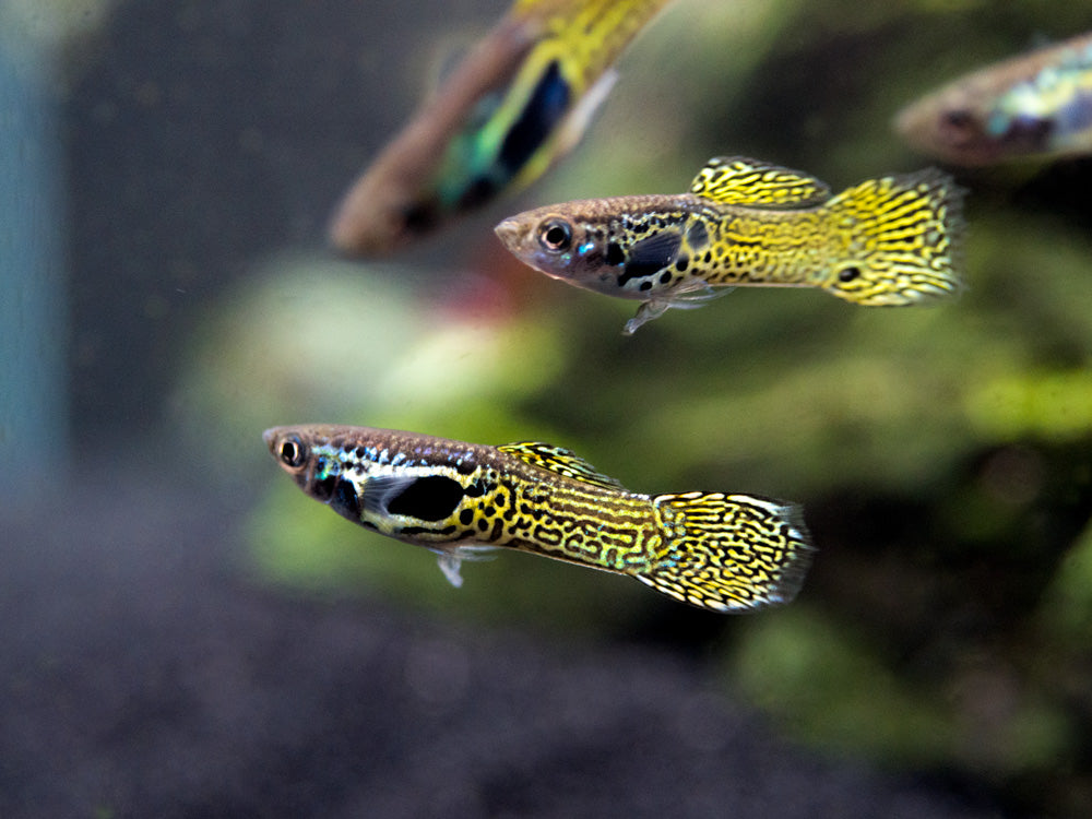 Cobra Endler’s Livebearer, Males/Females (P. wingei) - Aquatic Arts on