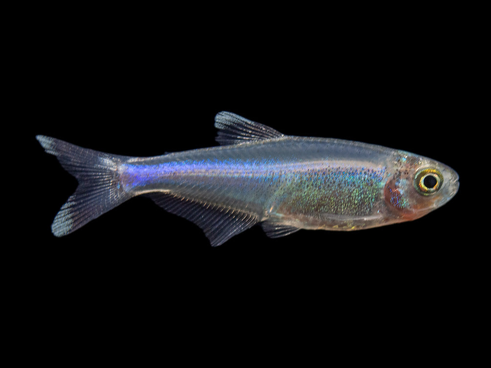 blue tetra