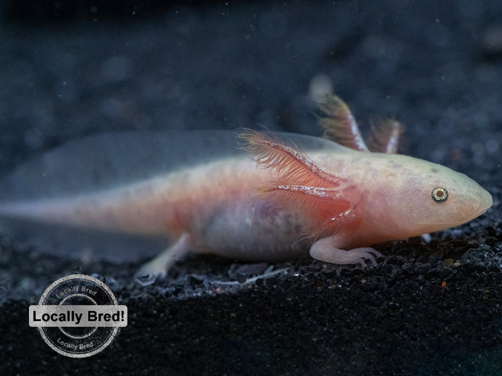 Copper Axolotl Ambystoma Mexicanum Locally Bred