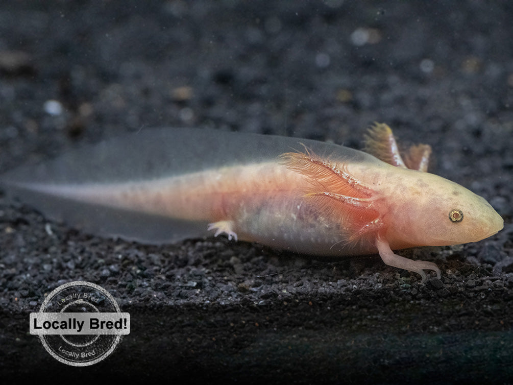 Copper Axolotl Ambystoma Mexicanum Locally Bred