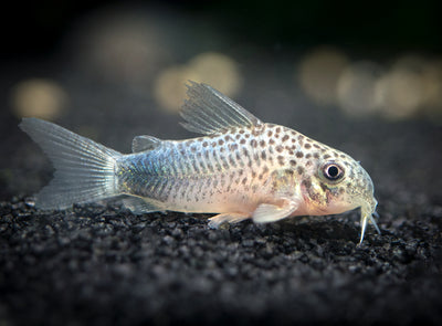 Spotted Raphael Catfish grow to be up to 6 inches long📏. They