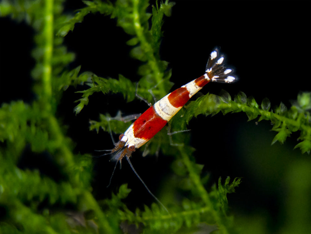 Crystal Red Shrimp (A-S - Aquatic Arts on today for $