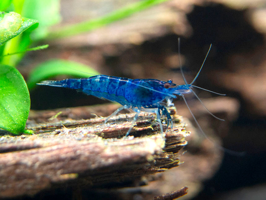 Dream Blue Velvet Shrimp - Aquatic Arts