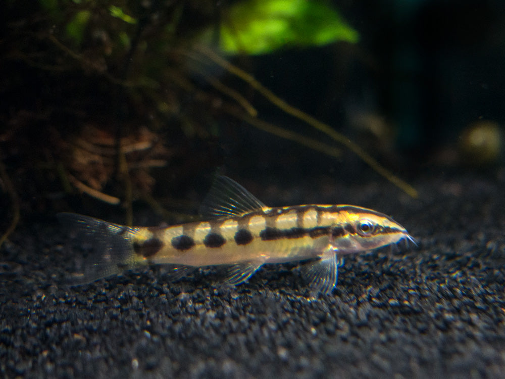 snail eating loach