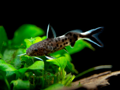 White Cloud Mountain Minnow (Tanichthys albonubes) - Aquatic Arts