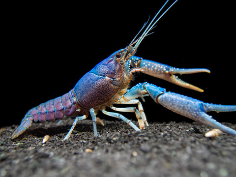 Freshwater Sakura Orange Sunkist Shrimp Arizona Aquatic Gardens Betta Fish Types Freshwater Aquarium Shrimp Shrimp Tank