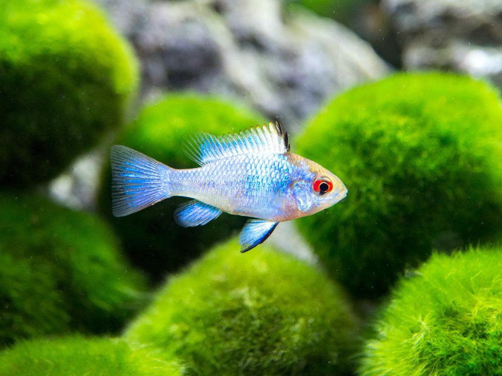 Electric Blue Ram