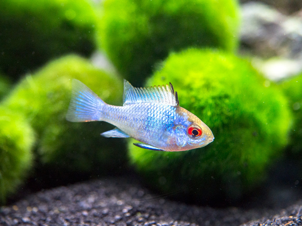 Electric Blue Ram Cichlid (Mikrogeophagus ramirezi ...