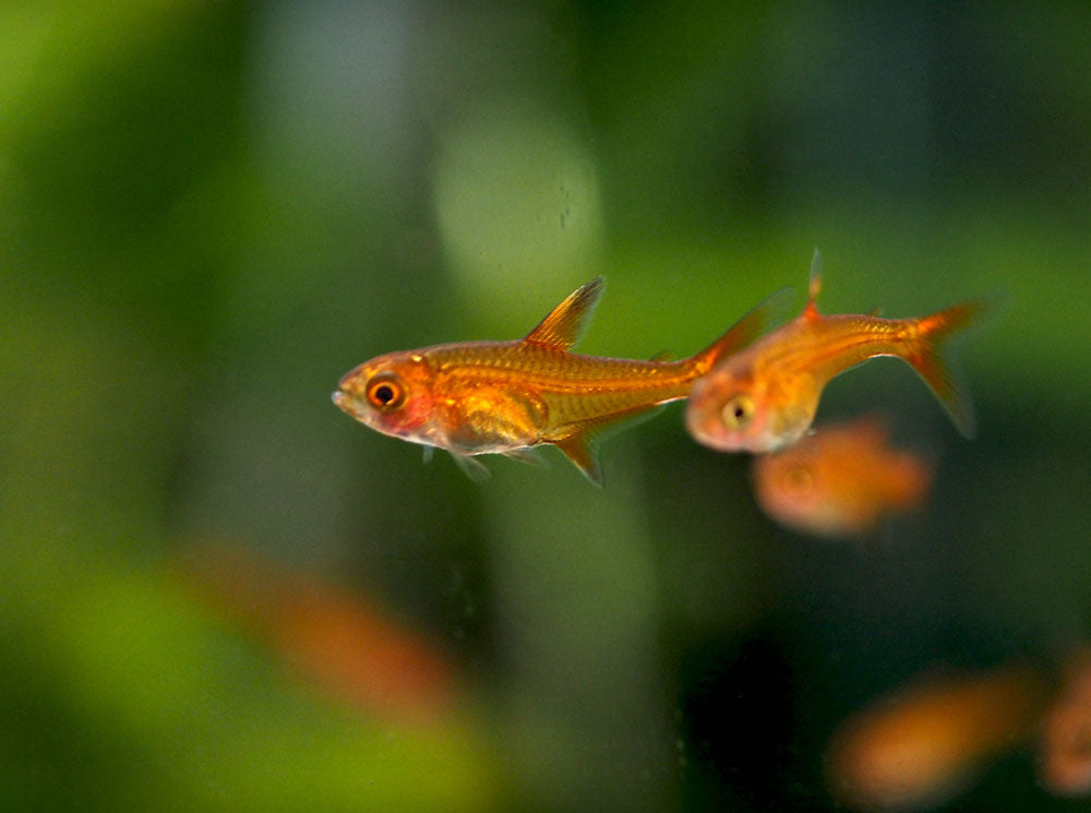 ember tetra with shrimp