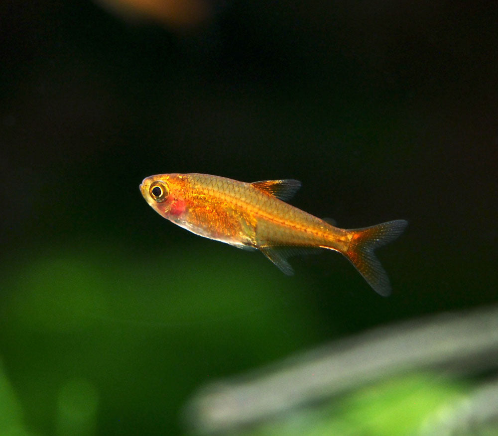 ember tetra with shrimp