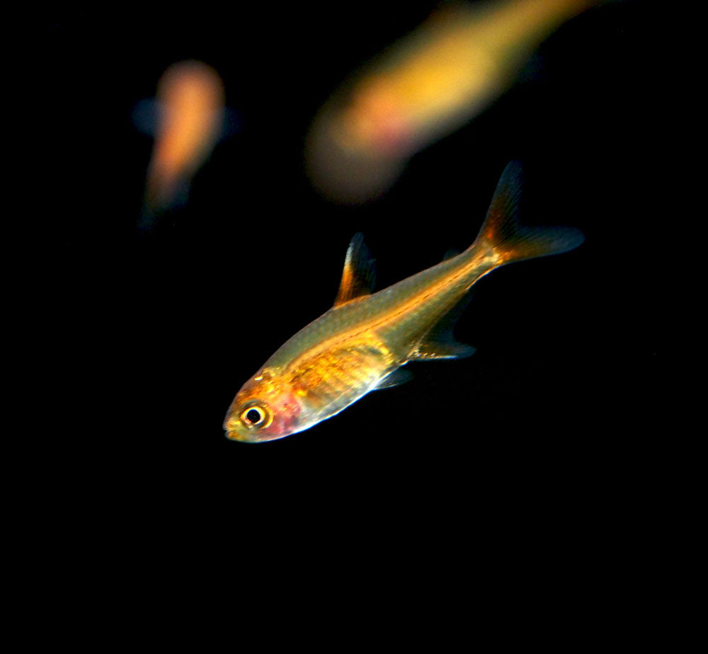 neon and ember tetras for sale