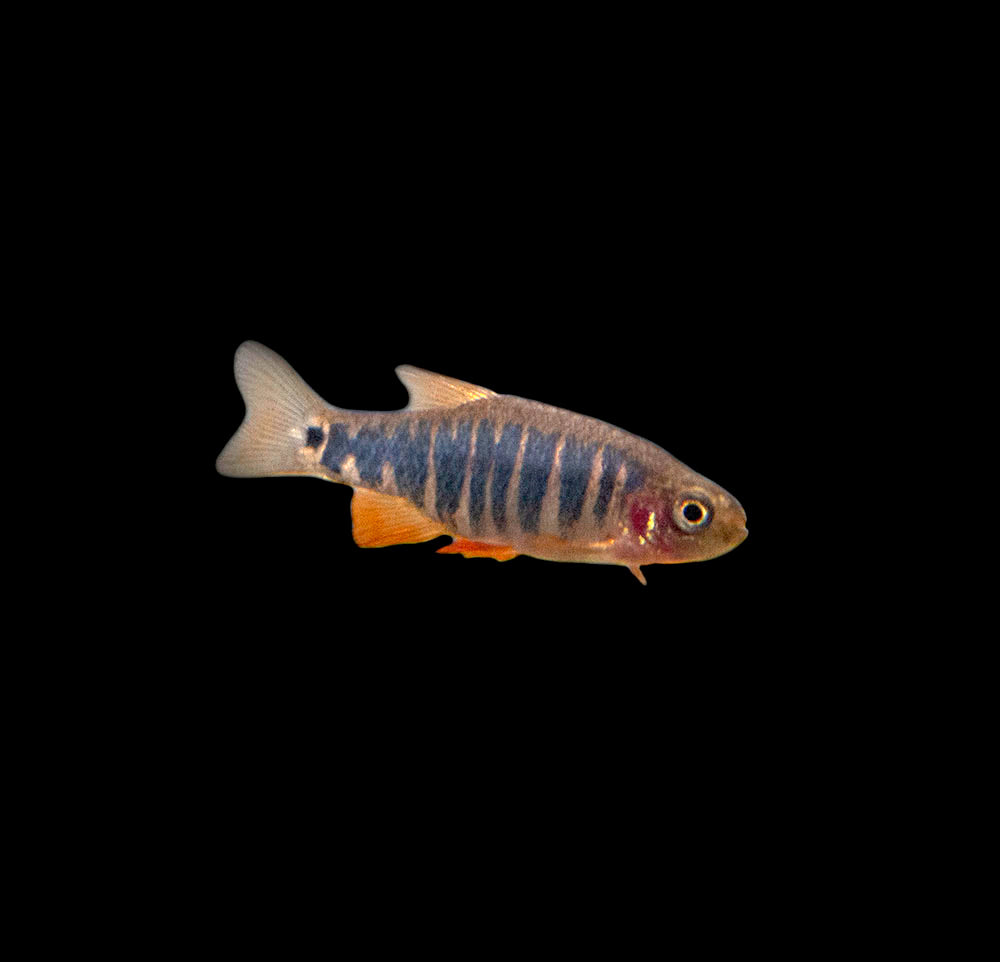 emerald dwarf rasbora care